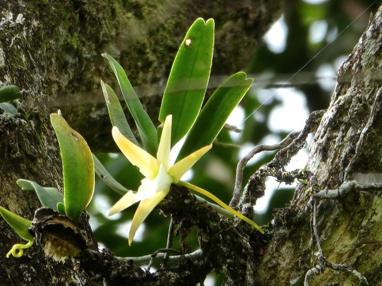 Angraecum sp (liliodorum ??  ) P1760542