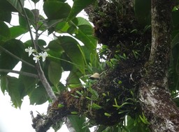 Beclardia macrostachya - EPIDENDROIDEAE - Indigène Réunion - DSC00892