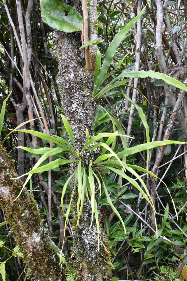 Belvisa spicata - POLYPODIACEAE - Indigène Réunion, Maurice - MAB_7011
