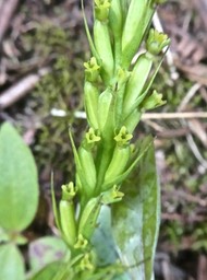 Benthamia sp . orchidaceae.P1760381