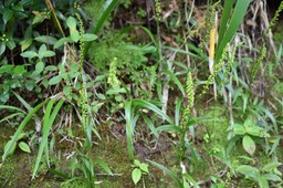 Benthamia sp01 - ORCHIDOIDEAE - MAB_7023