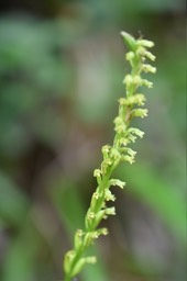 Benthamia sp01 - ORCHIDOIDEAE - MAB_7024