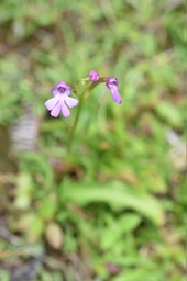 Cynorkis purpurascens - ORCHIDOIDEAE - Indigène Réunion - MAB_7004