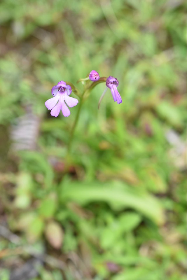 Cynorkis purpurascens - ORCHIDOIDEAE - Indigène Réunion - MAB_7004