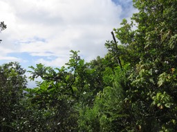 IMG_0616