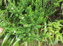 IMG_0620
