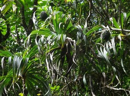 Pandanus sylvestris - Petit pimpin - PANDANACEAE - Endémique Réunion - DSC00907