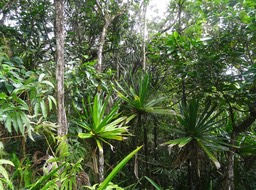 Sous- bois de lEden - DSC00909