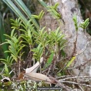 Angraecum pectinatum.orchidaceae.endémique Madagascar Comores Mascareignes..jpeg