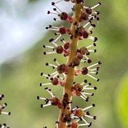 Antidesma madagascariense. Bois de cabri blanc.( inflorescence ) phyllanthaceae.indigène Réunion..jpeg