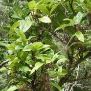 Antidesma madagascariense. Bois de cabri blanc.phyllanthaceae.indigène Réunion. (2).jpeg