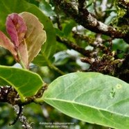 Antidesma madagascariense. Bois de cabri blanc.phyllanthaceae.indigène Réunion..jpeg
