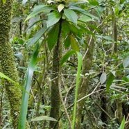 Badula borbonica.bois de savon.primulaceae.endémique Réunion..jpeg