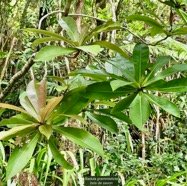 Badula grammisticta.bois de savon.primulaceae.endémique Réunion..jpeg