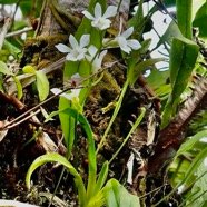 Beclardia macrostachya.muguet. endémique Madagascar Mascareignes..jpeg