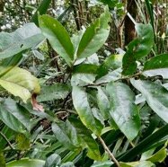 Casearia coriacea .bois de cabri rouge.salicaceae.endémique Réunion Maurice..jpeg
