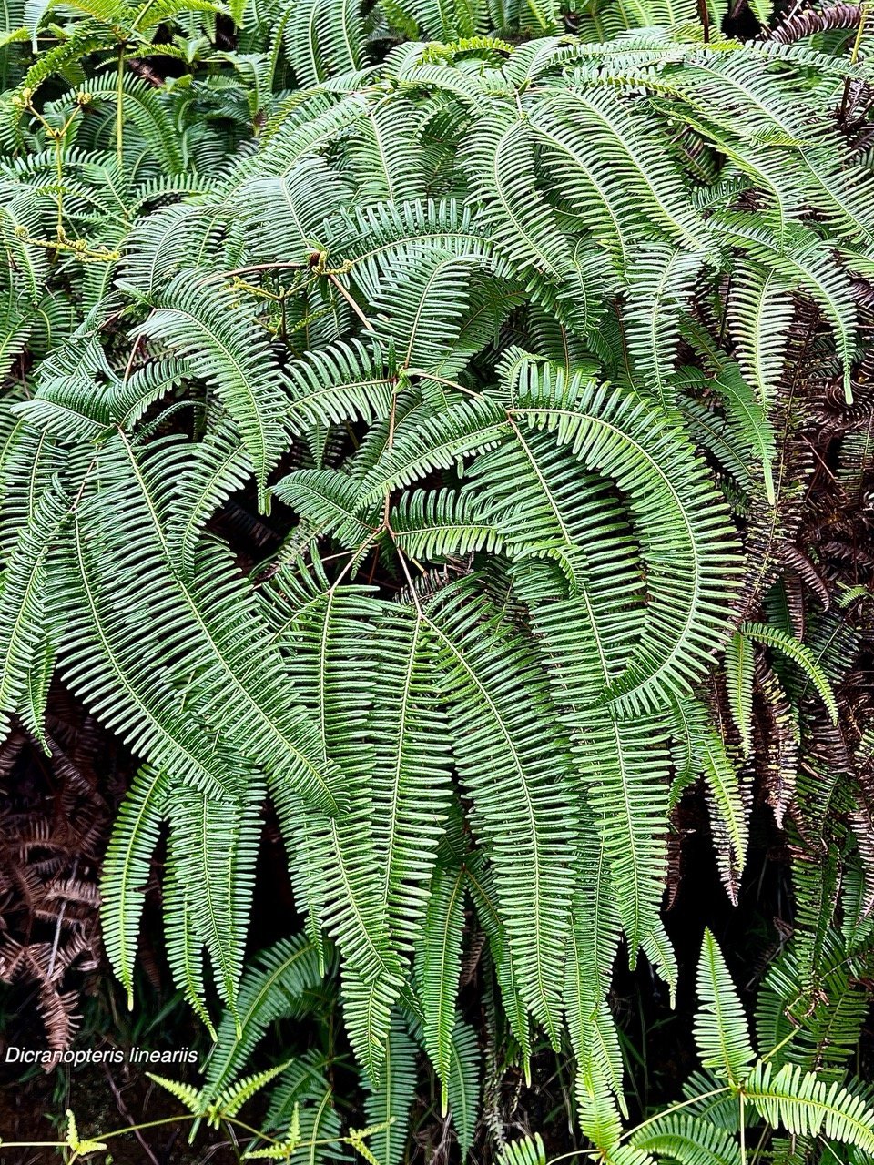 Dicranopteris linearis.glecheniaceae.indigène Réunion..jpeg