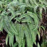 Dicranopteris linearis.glecheniaceae.indigène Réunion..jpeg