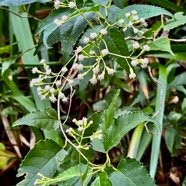 Faujasiopsis flexuosa. liane zig-zag.asteraceae.endémique Réunion Maurice..jpeg