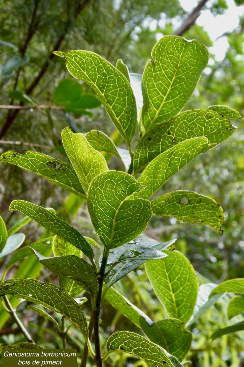 Geniostoma borbonicum  Bois de piment  bois de rat. loganiaceae endémique Réunion Maurice..jpeg