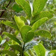 Geniostoma borbonicum  Bois de piment  bois de rat. loganiaceae endémique Réunion Maurice..jpeg