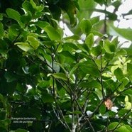Grangeria borbonica.bois de punaise.chrysobalanaceae.endémique Réunion Maurice ., (2).jpeg