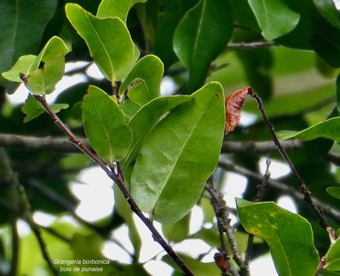 Grangeria borbonica.bois de punaise.chrysobalanaceae.endémique Réunion Maurice .,.jpeg