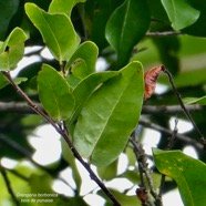 Grangeria borbonica.bois de punaise.chrysobalanaceae.endémique Réunion Maurice .,.jpeg