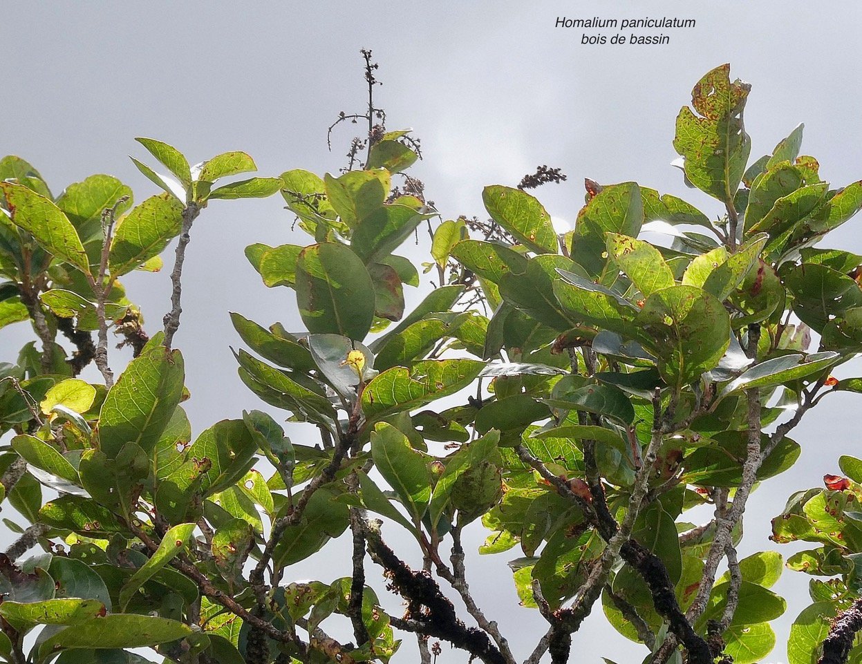 Homalium paniculatum. Corce blanc .bois de bassin.salicaceae.endémique Réunion Maurice. (3).jpeg