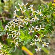 Hubertia ambavilla  Ambaville  asteraceae  endémique Réunion Maurice.jpeg