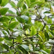 Memecylon confusum.bois de balai.melastomataceae.endémique Réunion. (1).jpeg