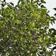 Memecylon confusum.bois de balai.melastomataceae.endémique Réunion..jpeg