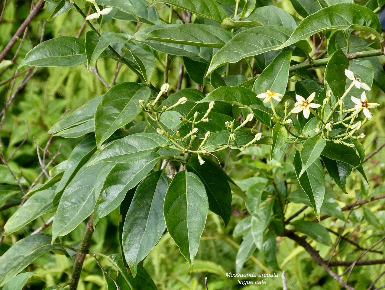 Mussaenda arcuata.lingue café.rubiaceae.indigène Réunion..jpeg