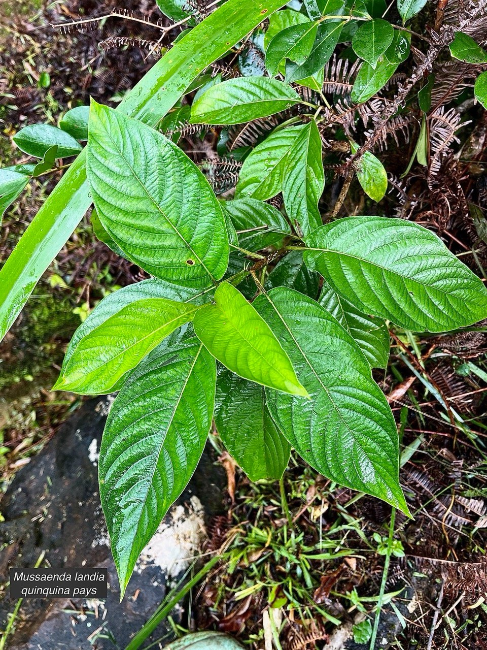 Mussaenda landia.lingue en arbre.quinquina pays.( feuillage ) rubiaceae.endémique Réunion Maurice..jpeg