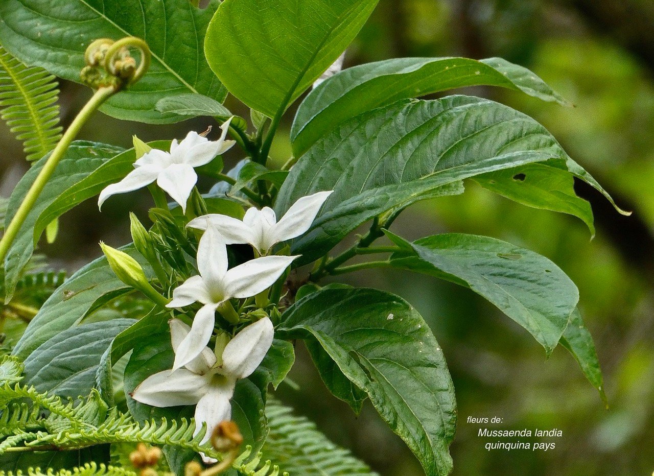 Mussaenda landia.lingue en arbre.quinquina pays.rubiaceae.endémique Réunion Maurice..jpeg