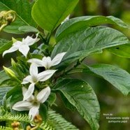 Mussaenda landia.lingue en arbre.quinquina pays.rubiaceae.endémique Réunion Maurice..jpeg