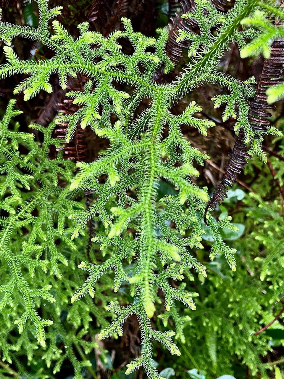 Palhinhaea cernua..Lycopodiella cernua fougère décorative.fougère la mariée.lycopodiaceae.indigène Réunion..jpeg
