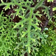 Palhinhaea cernua..Lycopodiella cernua fougère décorative.fougère la mariée.lycopodiaceae.indigène Réunion..jpeg