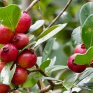 Psidium cattleyanum.goyavier.myrtaceae.amphinaturalisé..jpeg