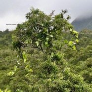 Smilax anceps.croc de chien.smilacaceae.indigène Réunion.  grimpant sur Agarista salicifolia.bois de rempart.ericaceae.indigène Réunion..jpeg