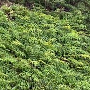 Sticherus flagellaris .gleichenaceae.endémique Madagascar Seychelles Mascareignes..jpeg