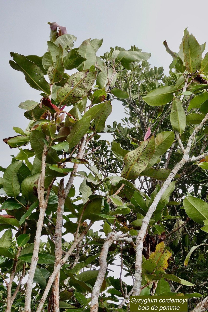 Syzygium cordemoyi Bosser et Cadet.bois de pomme.myrtaceae.endémique Réunion. au premier plan devant un petit natte.jpeg