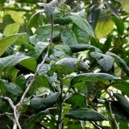 Tabernaemontana mauritiana Lam.bois de lait.apocynaceae.endémique Réunion Maurice..jpeg