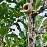 Tambourissa elliptica  Bois de tambour .Bois de bombarde .( avec fruit ) monimiaceae endémique  Réunion.jpeg