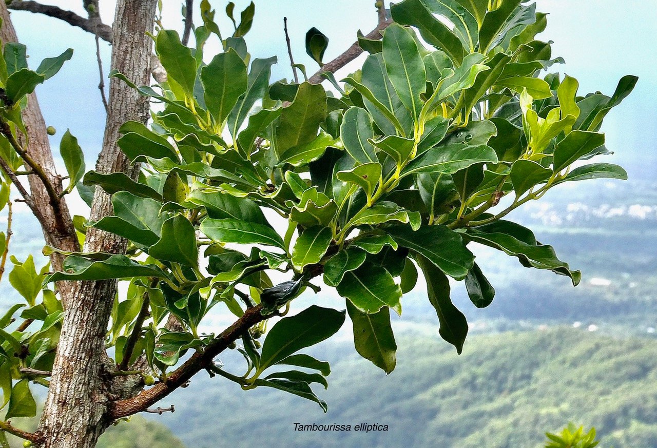Tambourissa elliptica  Bois de tambour .Bois de bombarde .monimiaceae endémique  Réunion.jpeg