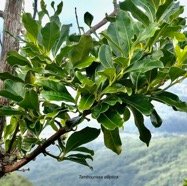 Tambourissa elliptica  Bois de tambour .Bois de bombarde .monimiaceae endémique  Réunion.jpeg