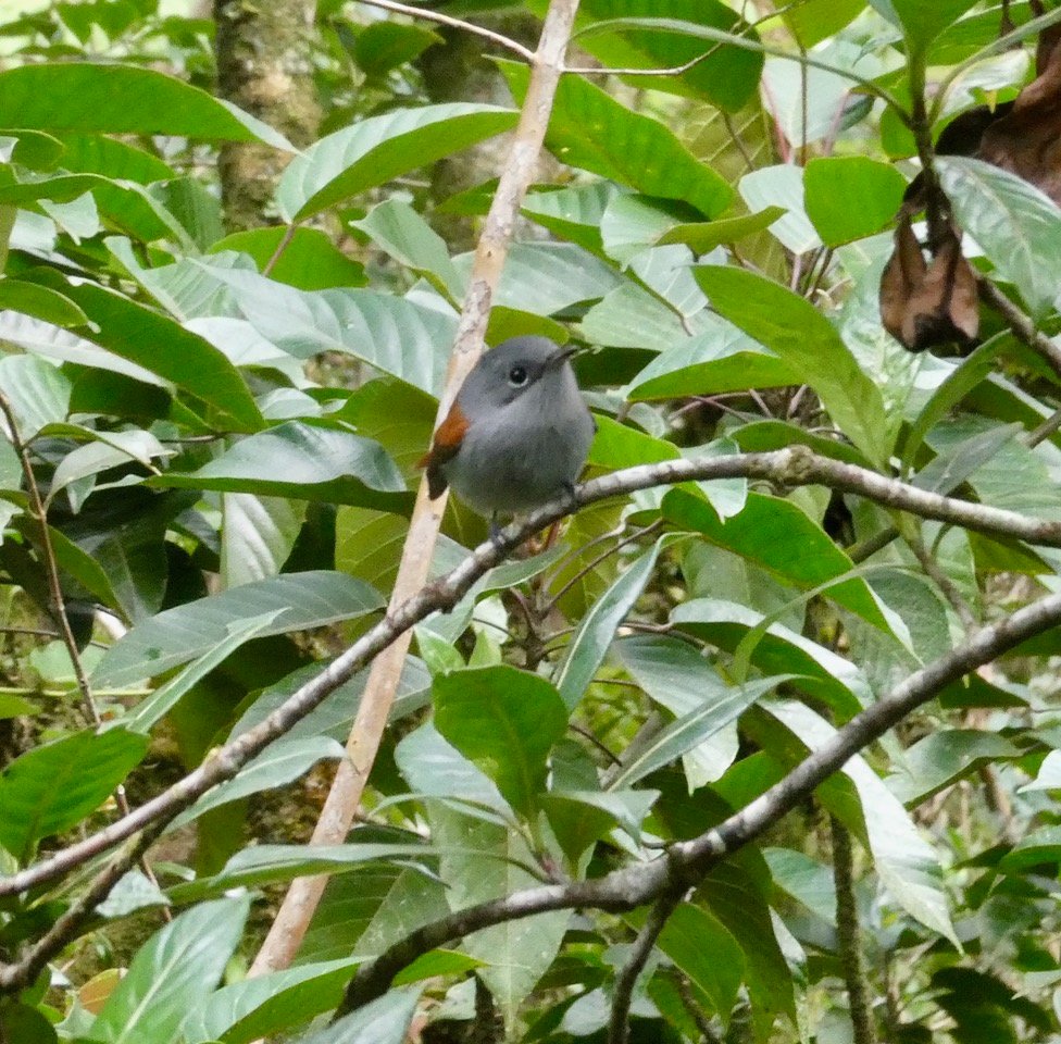 Terpsiphone de Bourbon.zoiso la vierge.chakouat..jpeg