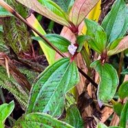 Tristemma mauritianum. voatouque.melastomataceae.indigène Réunion..jpeg
