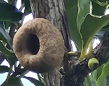 Eden Lib&eacute;ria 7 mai 2024