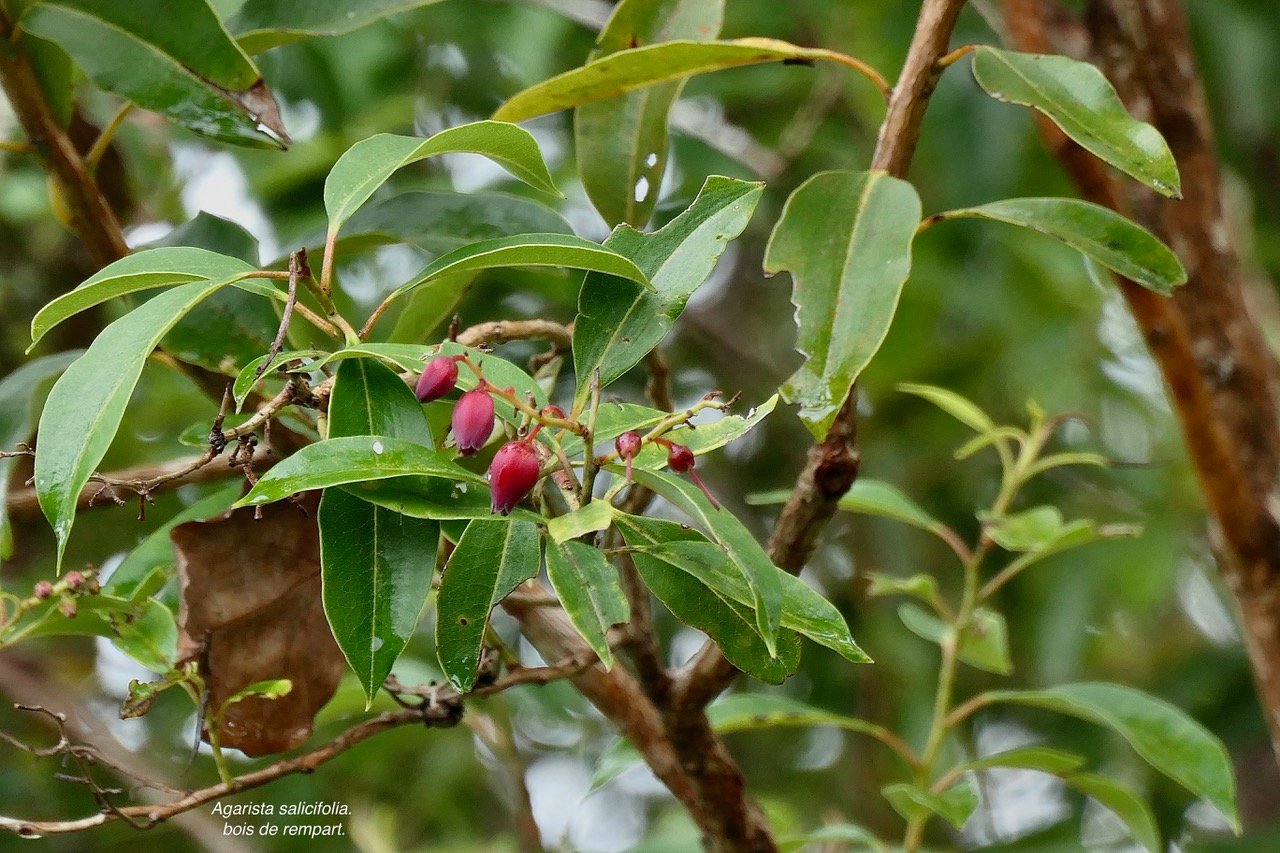 Agarista salicifolia. bois de rempart.ericaceae.indigène Réunion..jpeg